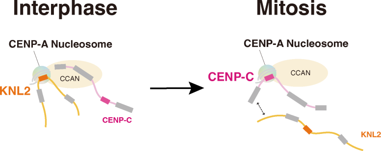 CENP C Excludes KNL2 From CENP a KNL2 Complex