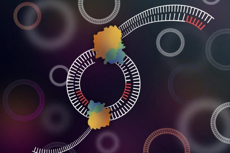 DNA circular CIDER-Seq