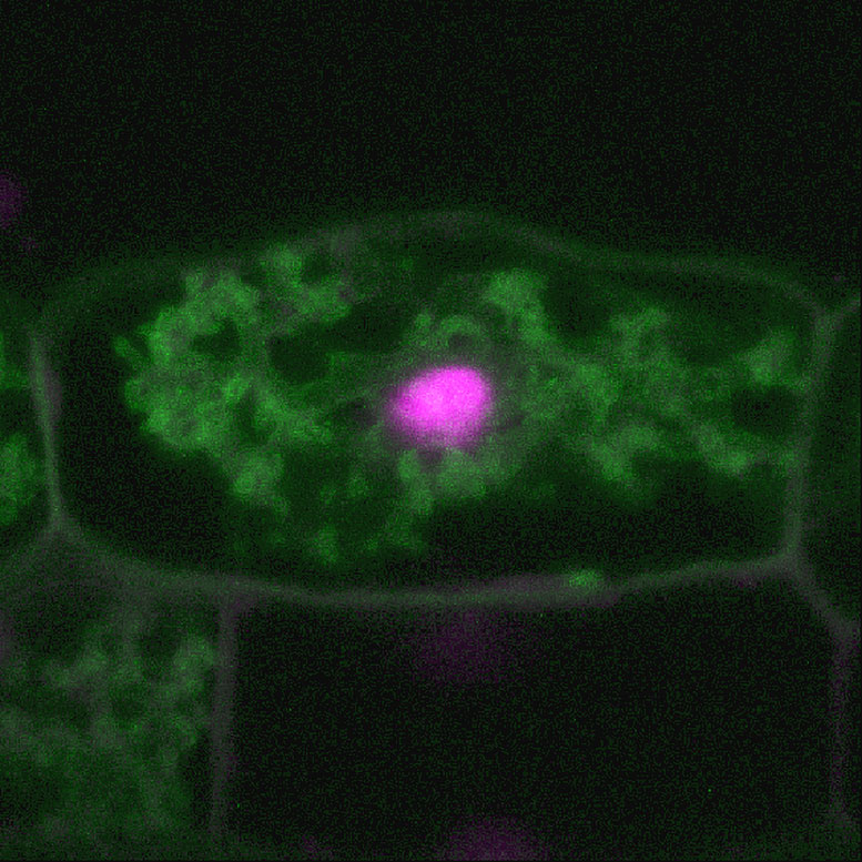 CKL2 Interacts With a 14 3 3 Protein
