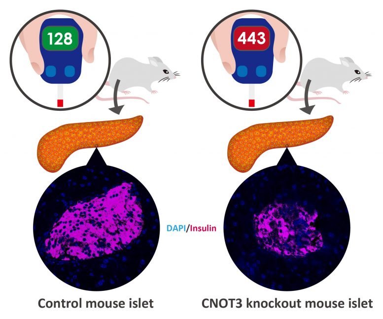 CNOT3 and Beta Cells Schematic
