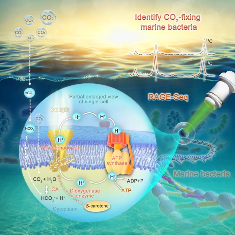 CO2 Fixing Bacteria in the Ocean