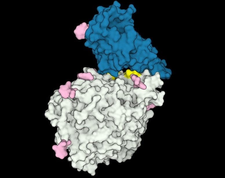 COVID-19 3D Protein Modeling