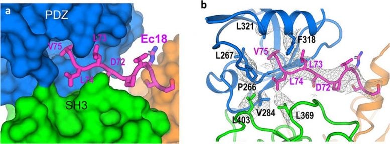 COVID-19 Virus Envelope Protein