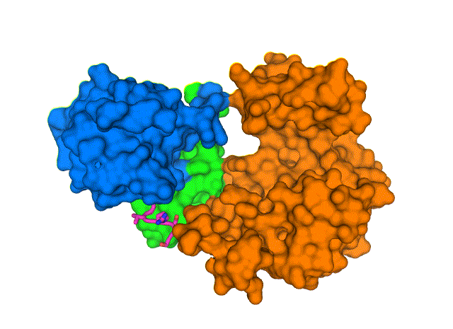 COVID-19 Virus Envelope Protein