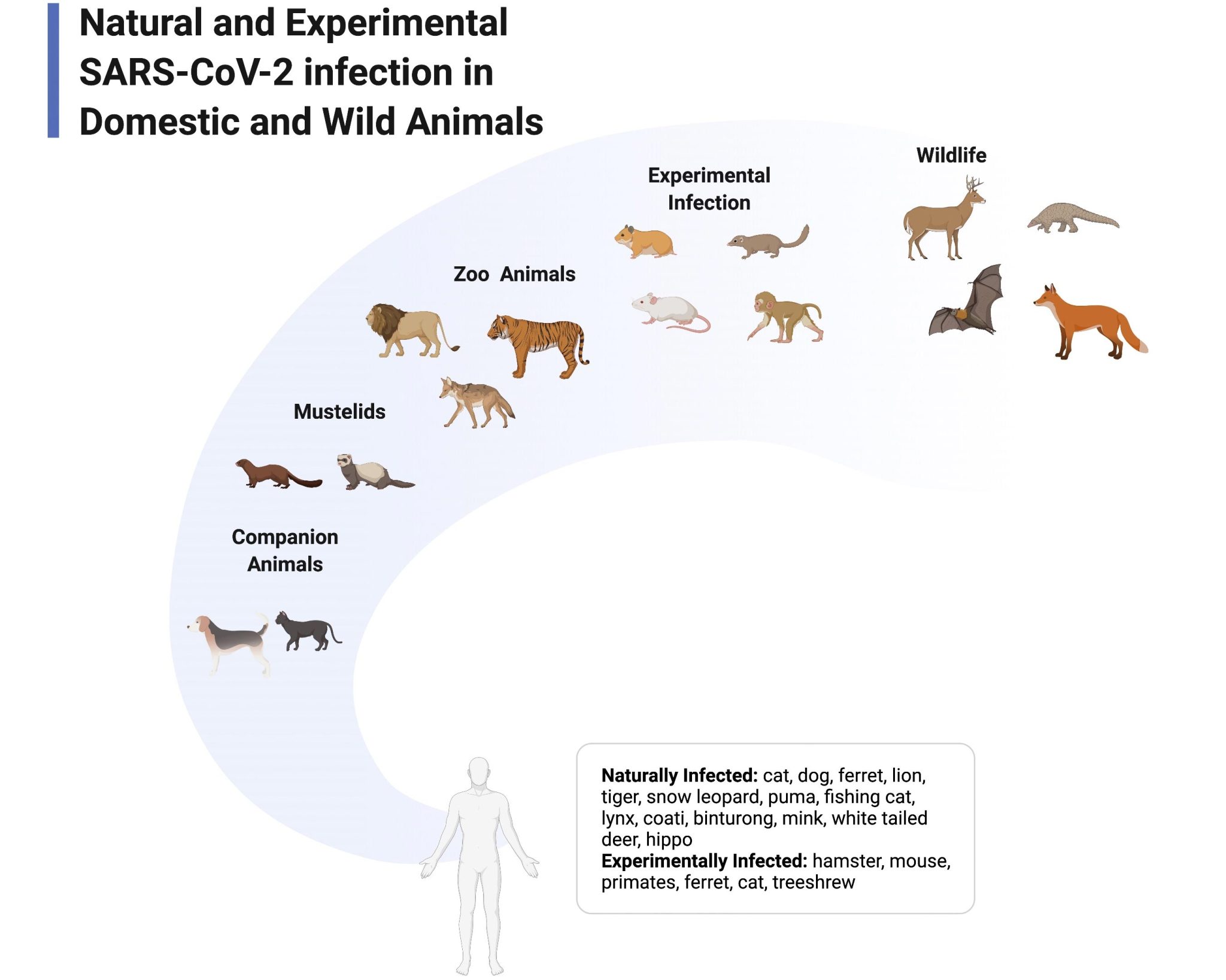 Deer, Mink and Hyenas Have Caught COVID19 Animal Virologists Explain Coronavirus in Animals