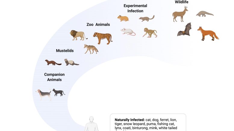 Animals Evolved the Ability To Gallop 472 Million Years Ago – Before ...