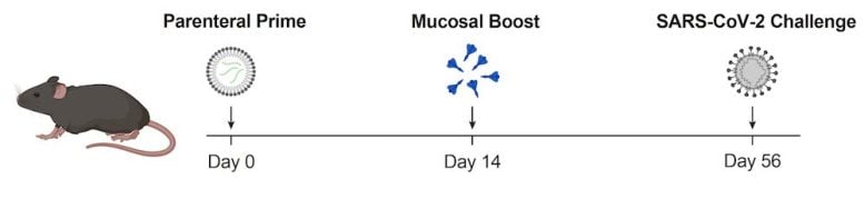 COVID Mucosal Boost Infographic