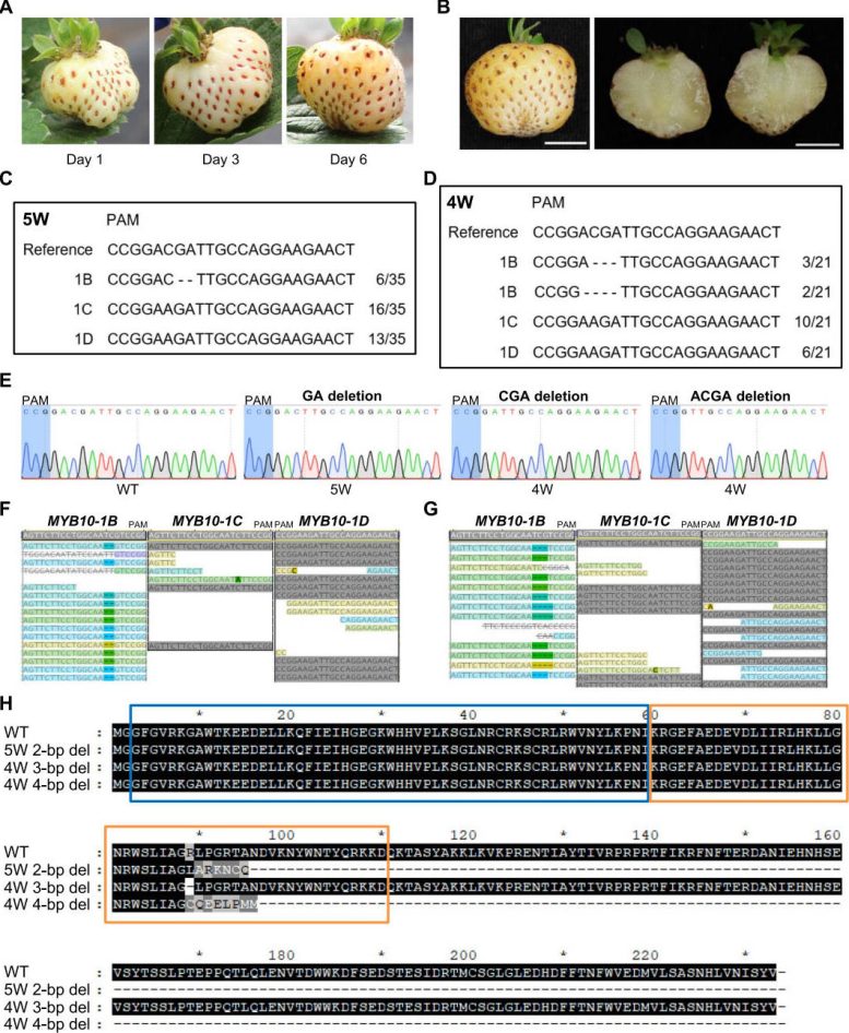 CRISPR Gene Editing Produces White Strawberries