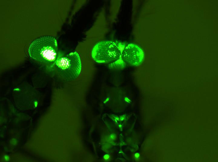 CRISPR Technique Suppresses Malaria Infection in Mosquitoes