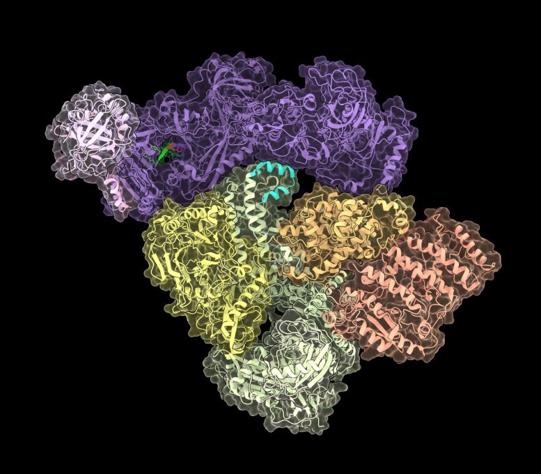 CST–Polymerase