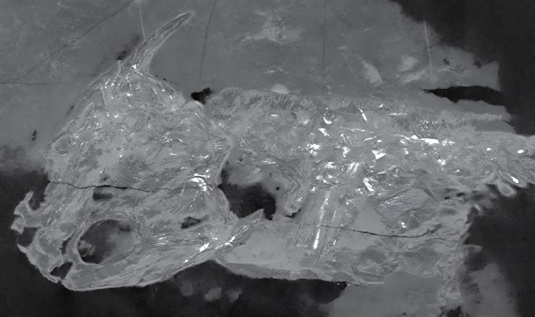 CT Image of K. galvani