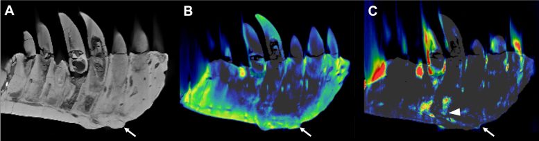 CT Reconstructions of T Rex Tooth Bearing Dentary