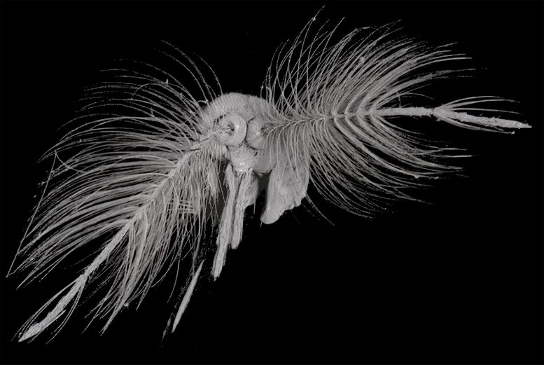 CT Scan of AeAg Male Mosquito