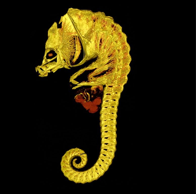 New Museum Discovery Shows Evolution Keeps Reinventing the Seahorse