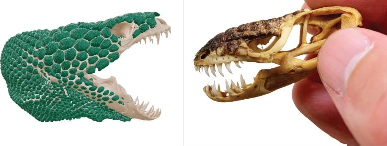 CT Scan of Heloderma horridum Next to Its Actual Skull