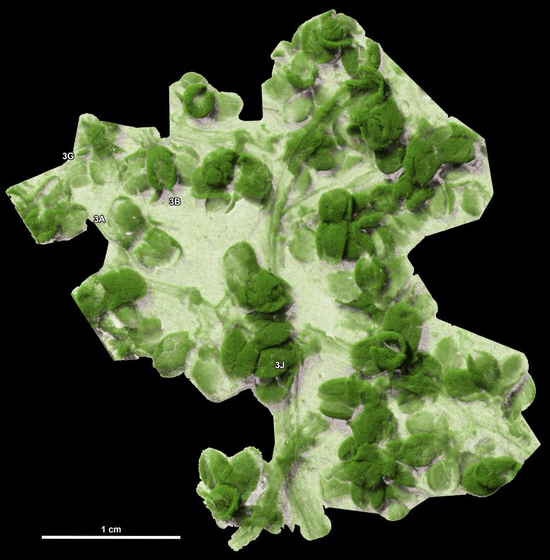 CT Scan of a Fossil Infructescence Showing Fruits and Tiny Paired Seeds Inside the Fruits