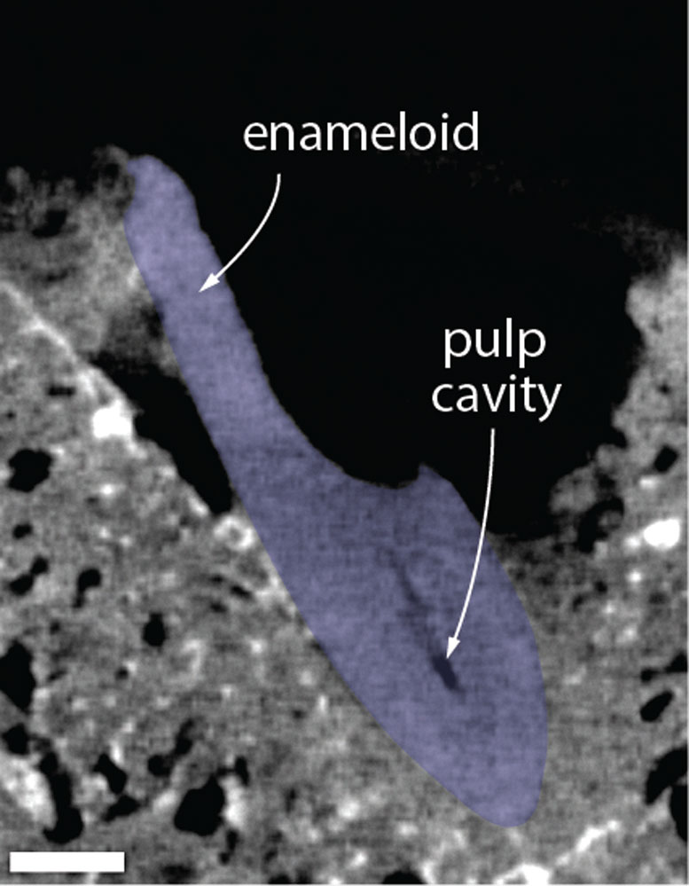 CT Scan of the Embedded Shark’s Tooth