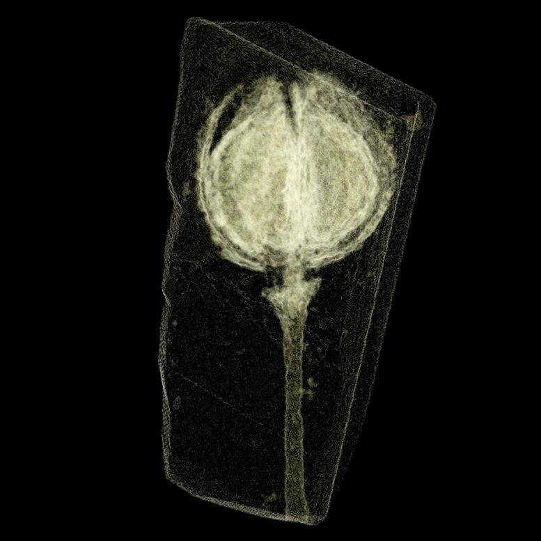 CT Scanning Fossil