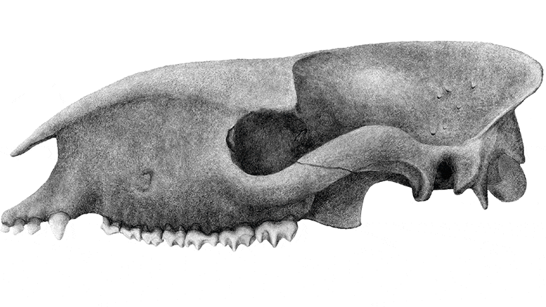 CT Scans Prehistoric Mammal Skulls