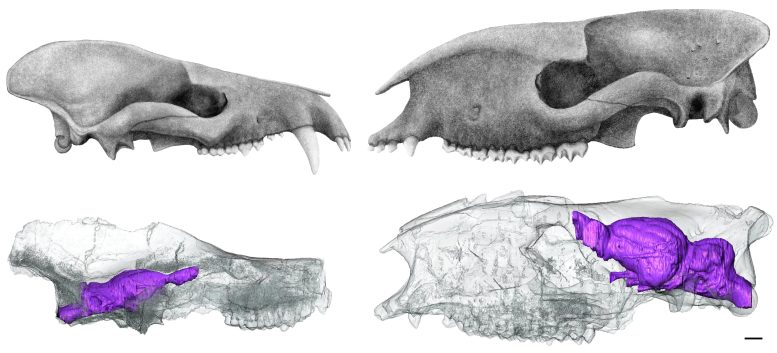 CT scan de crânes de mammifères préhistoriques