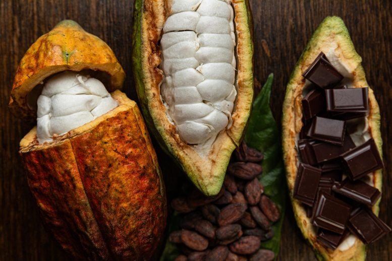 The Secret Science That Could Change Chocolate Forever