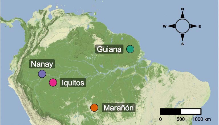 Cacao Tree Map
