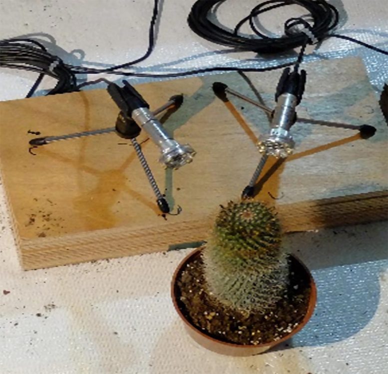 Cactus Being Recorded