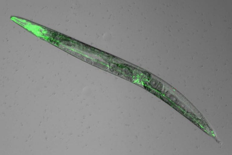 Worms Reveal How Melatonin Works in the Brain to Promote Sleep