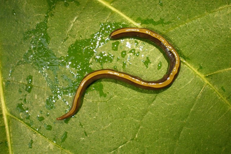 Caenoplana variegata