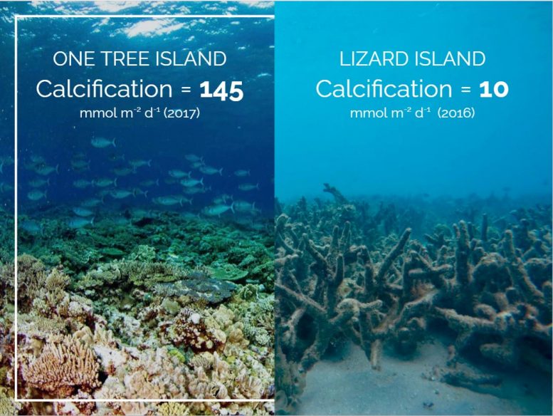 Calcification Comparison of One Tree Island to Lizard Island