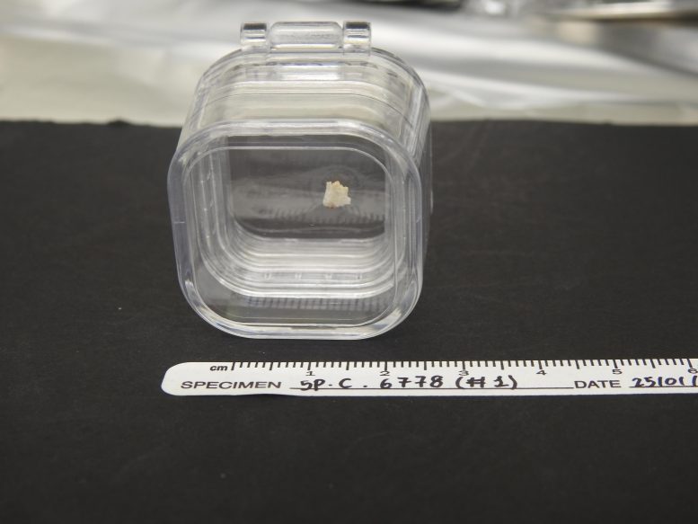 Scientists Discover Ancient Human DNA Hidden in Cave Walls for Thousands of Years