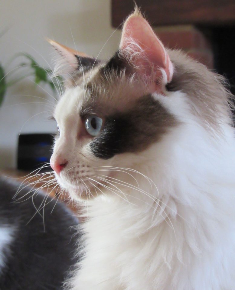 Calico Cat Owned by Researcher