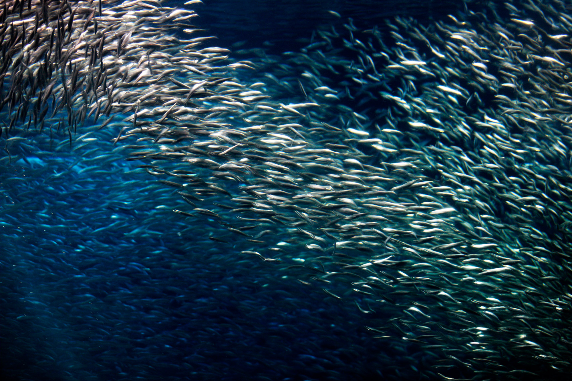 Unraveling the Secret Behind California’s Mysterious Anchovy Population Fluctuations