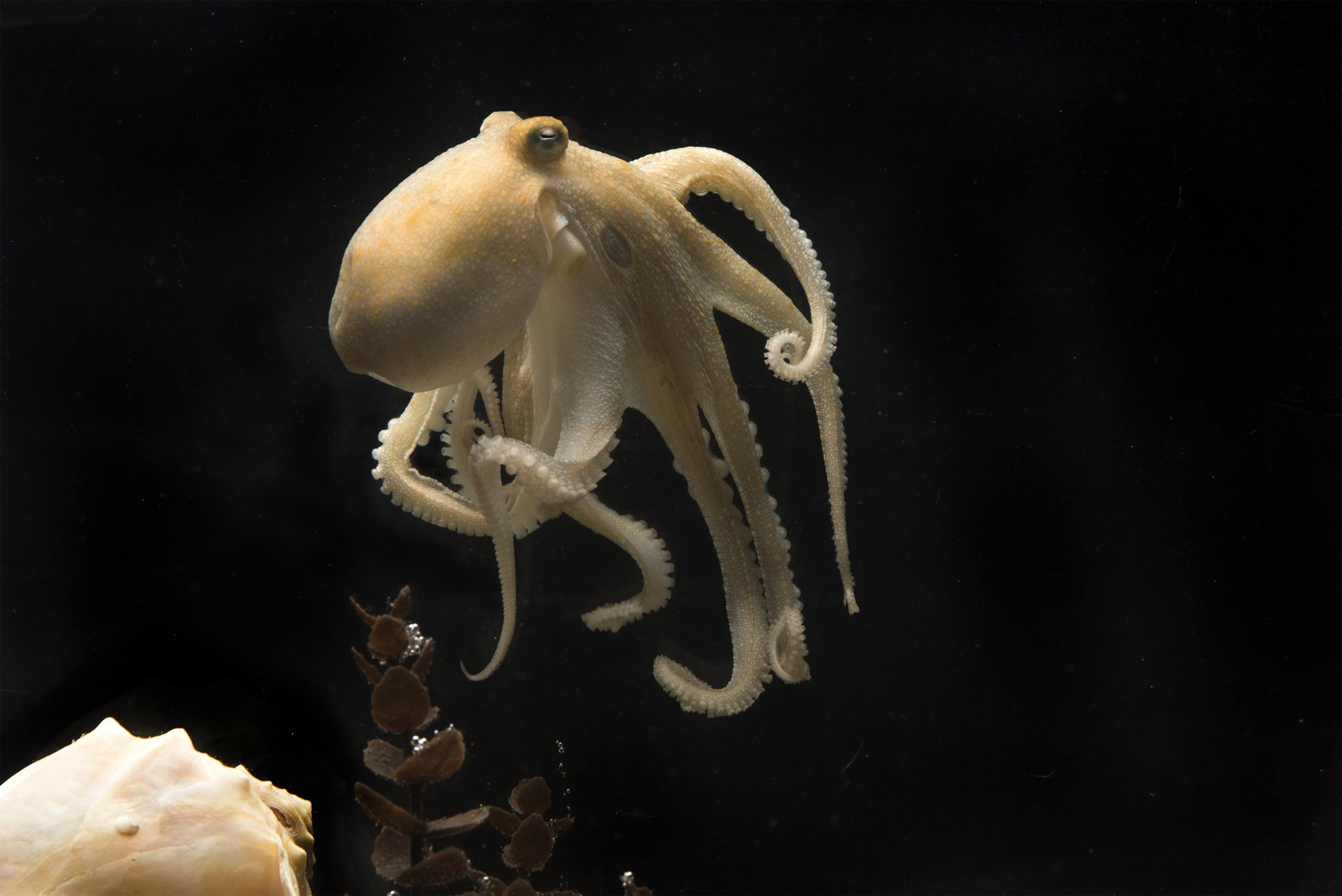 California two-spotted octopus