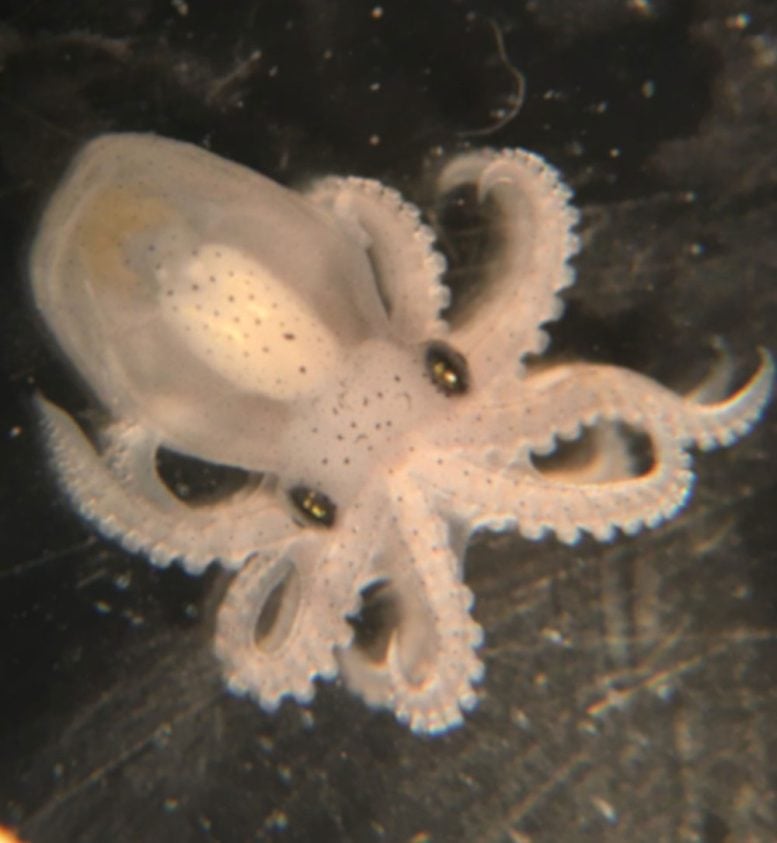 Californian Two Spot Octopus