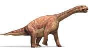 Camarasaurus Dinosaur