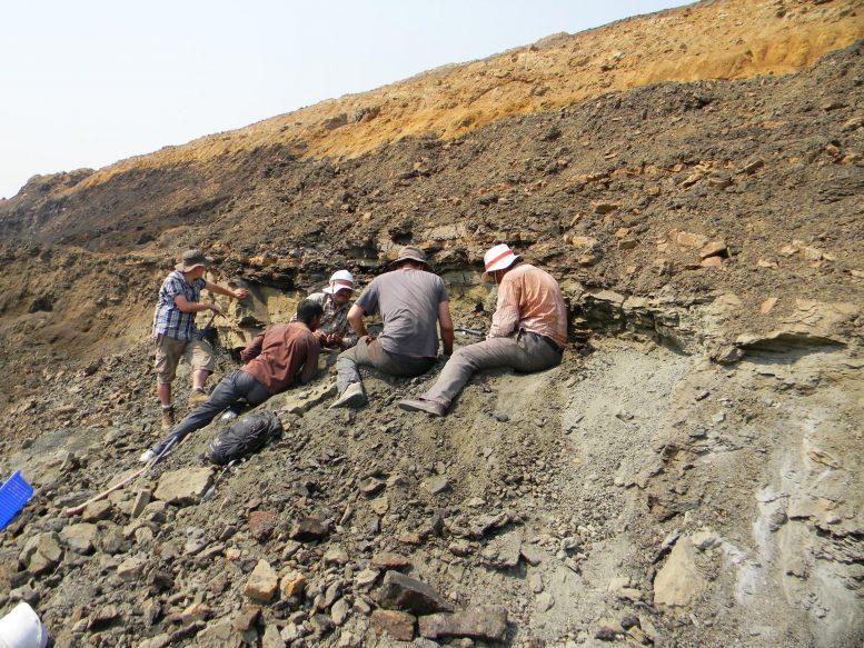Search for Cambaytherium fossils