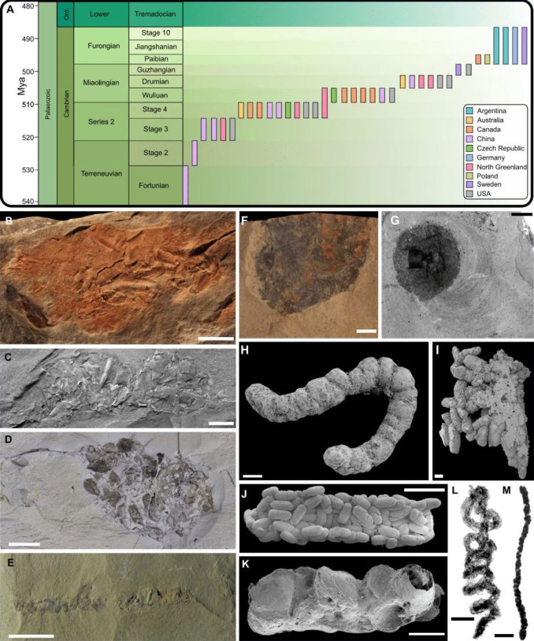 Cambrian Coprolites From Around the World