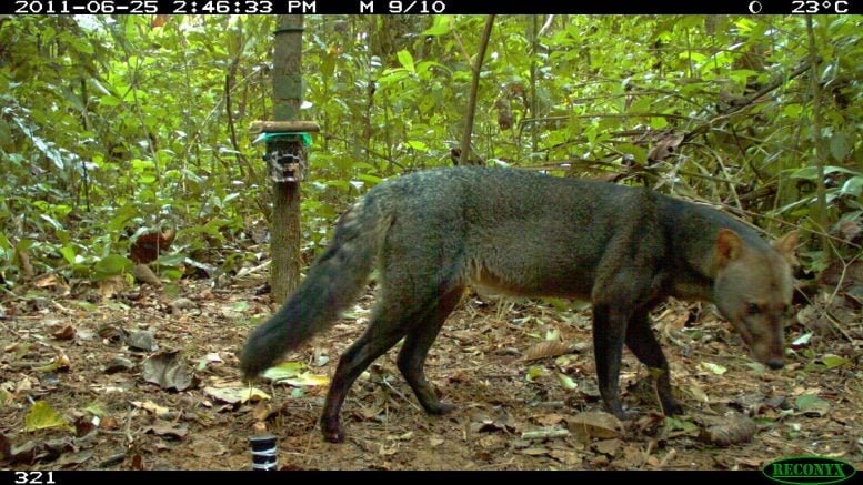 Camera Trap Captures Rare Short Eared Dog