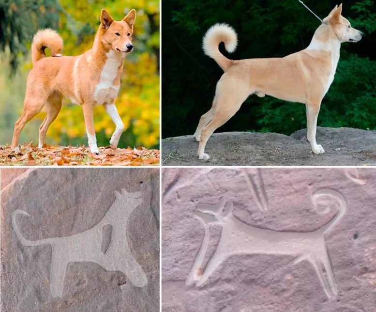 Canaan Dog Pre-Historic Rock Art