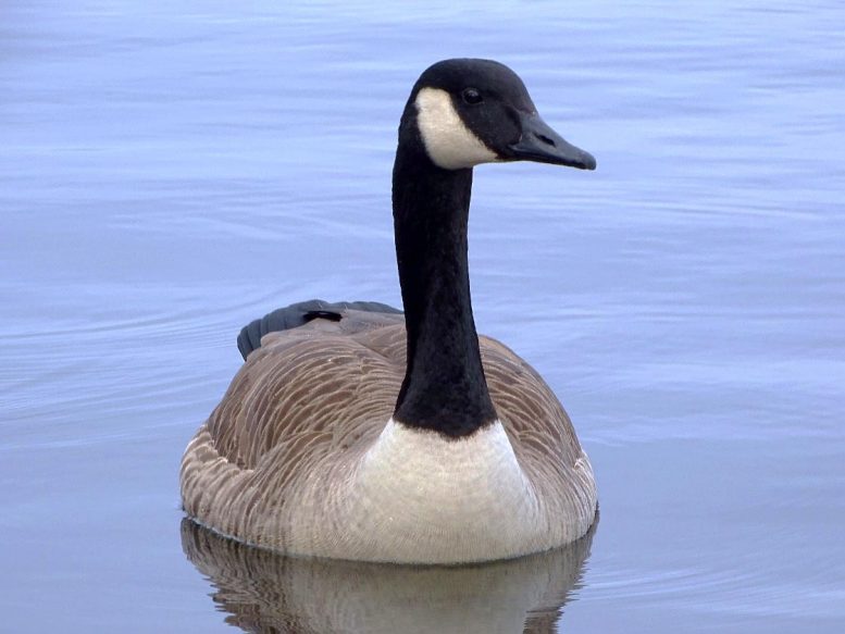 Canada Goose Invasive Species
