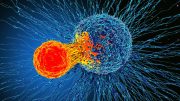 Cancer Cell Immune Cell Illustration