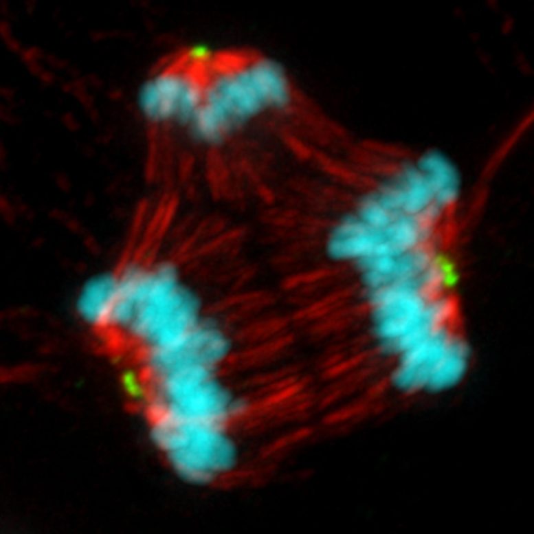 Cancer Cell Undergoing Abnormal Mitosis