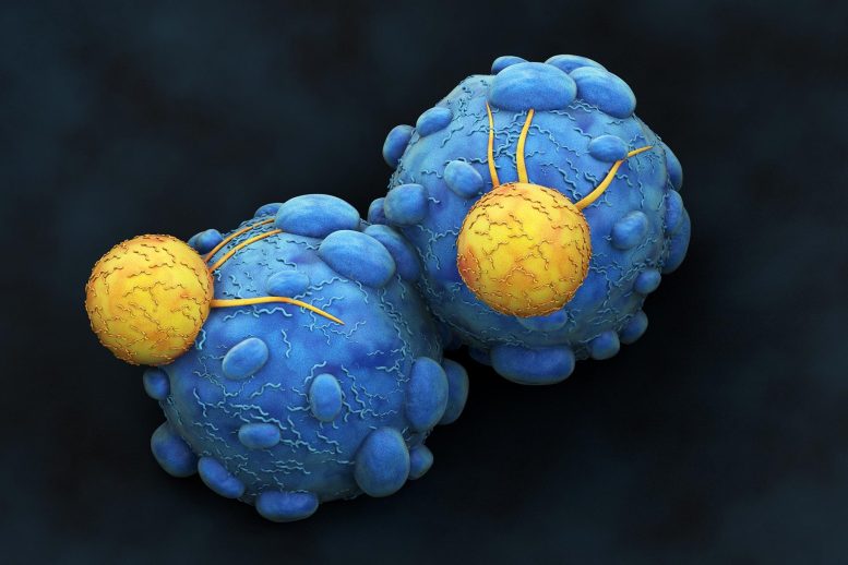 Cancer Cells Attacked by Killer T-Lymphocytes