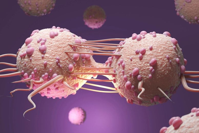 Cancer Cells Dividing