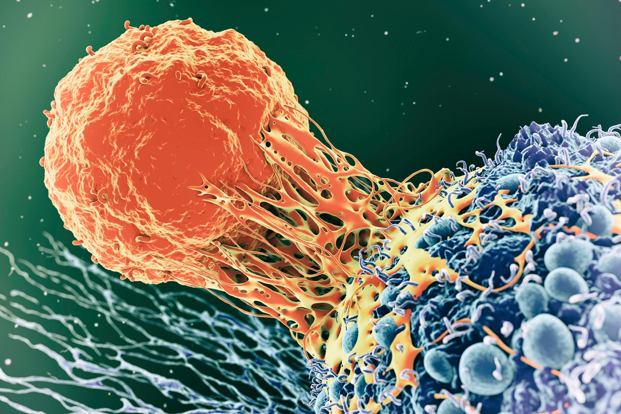 Illustration of immunity against cancer