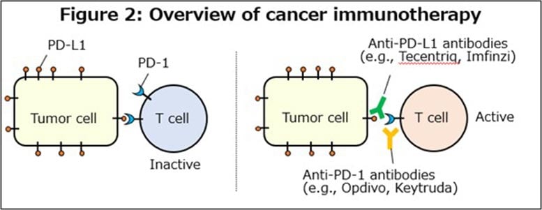 Cancer Immunotherapy Targeting the PD-1/PD-L1 Pathway