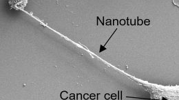 Cancer Nanotube T Cell