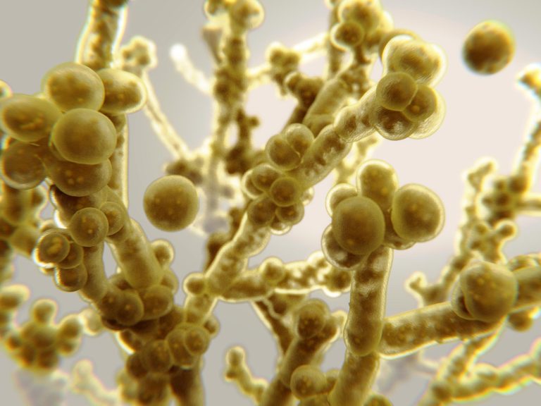 CDC Warns of Deadly Fungus Spreading at Alarming Rate in U.S ...