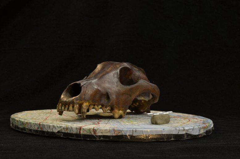 11,000-Year-Old Dog Skulls Rewrite the Story of Domestication